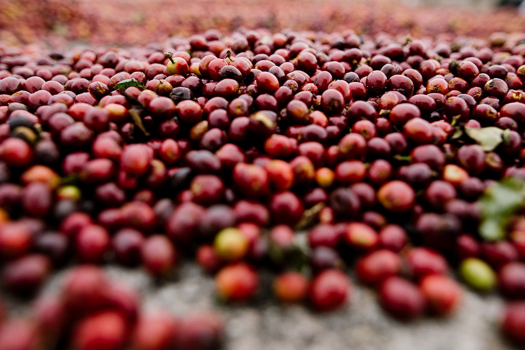 Coffee Cherries from our farmers in Mexico!