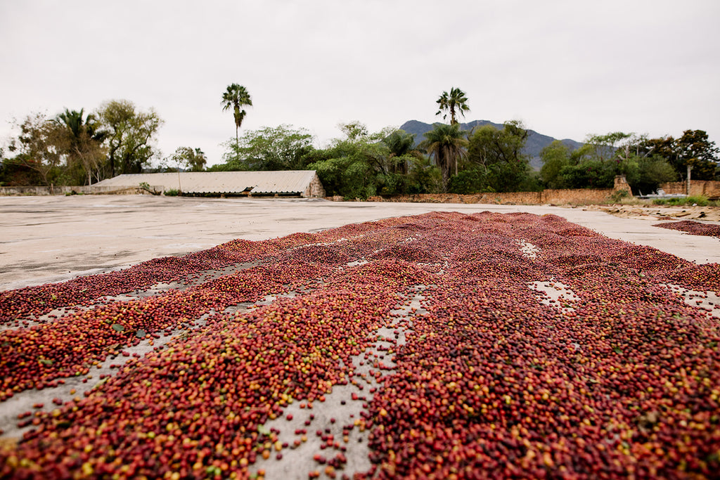 Whats up with Mexican Coffee?